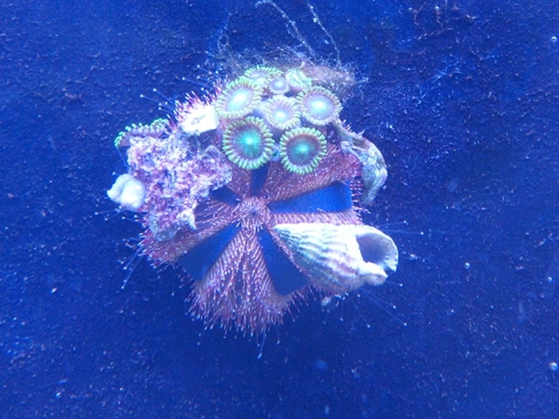 Mespilia globulus