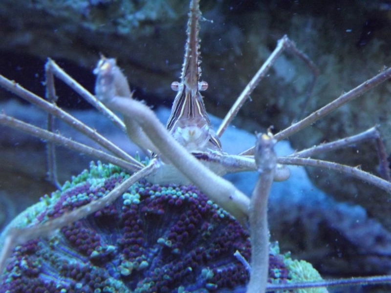 Stenorhynchus seticornis