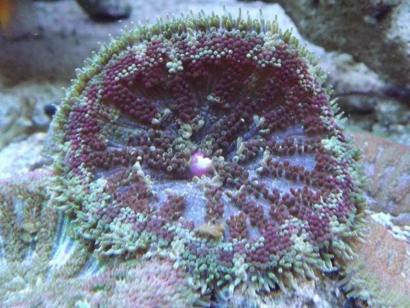 Stichodactyla tapetum 1