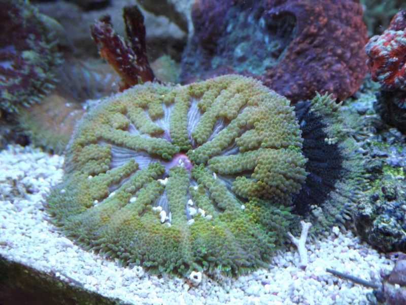 Stichodactyla tapetum