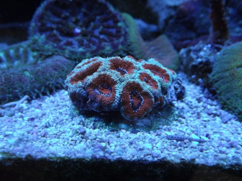 Acanthastrea 1