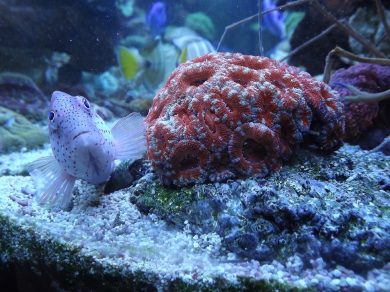 Acanthastrea