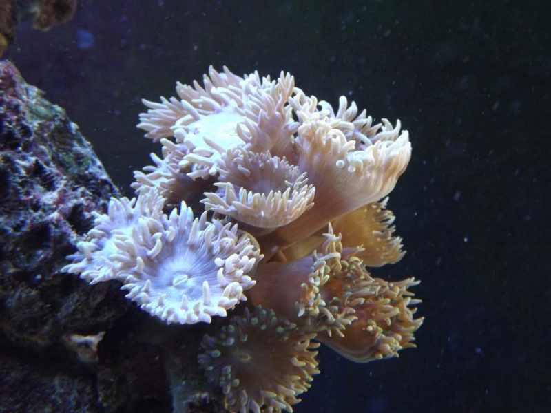 Duncanopsammia