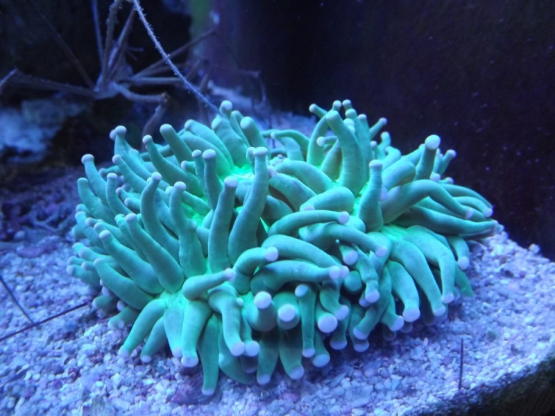 Heliofungia actiniformis