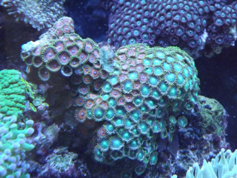 Zoanthus