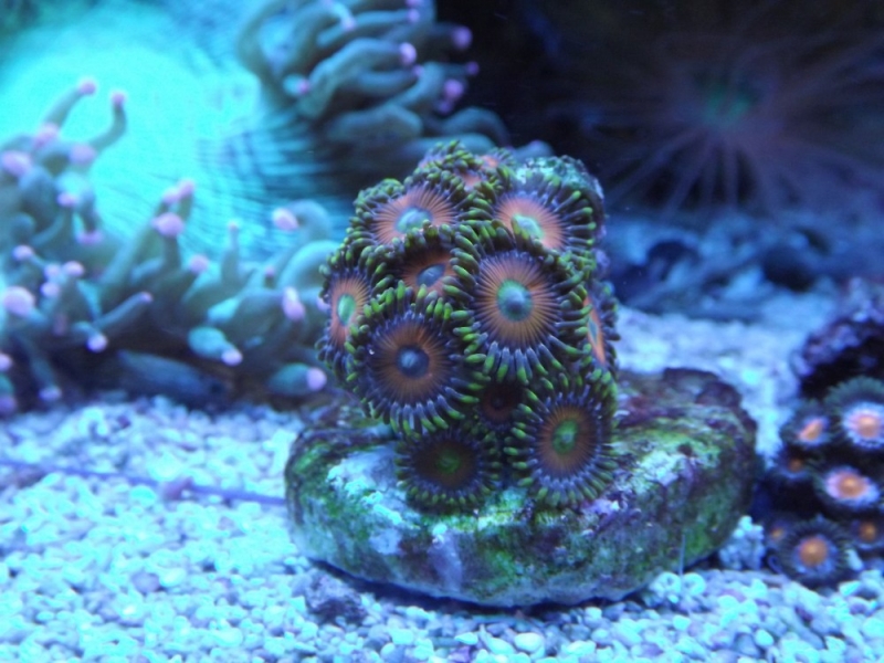 Zoanthus 2