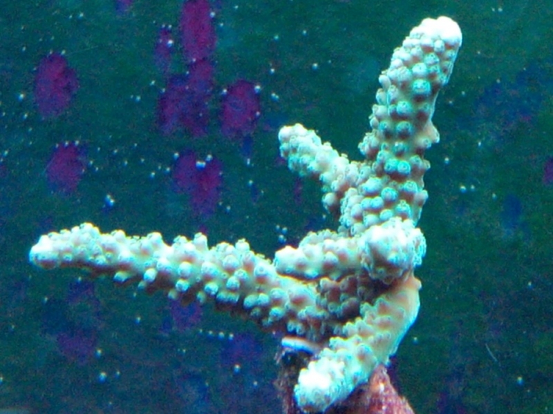 Acropora