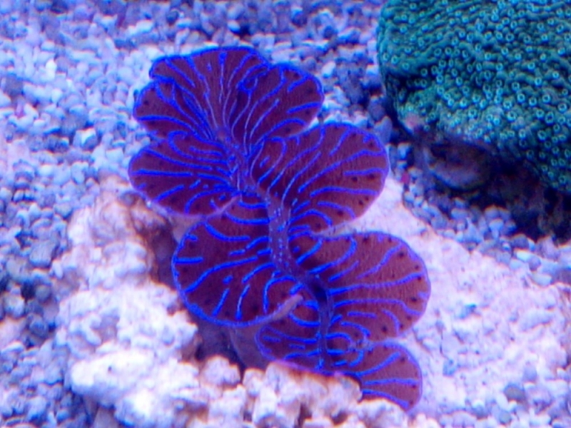 Tridacna maxima