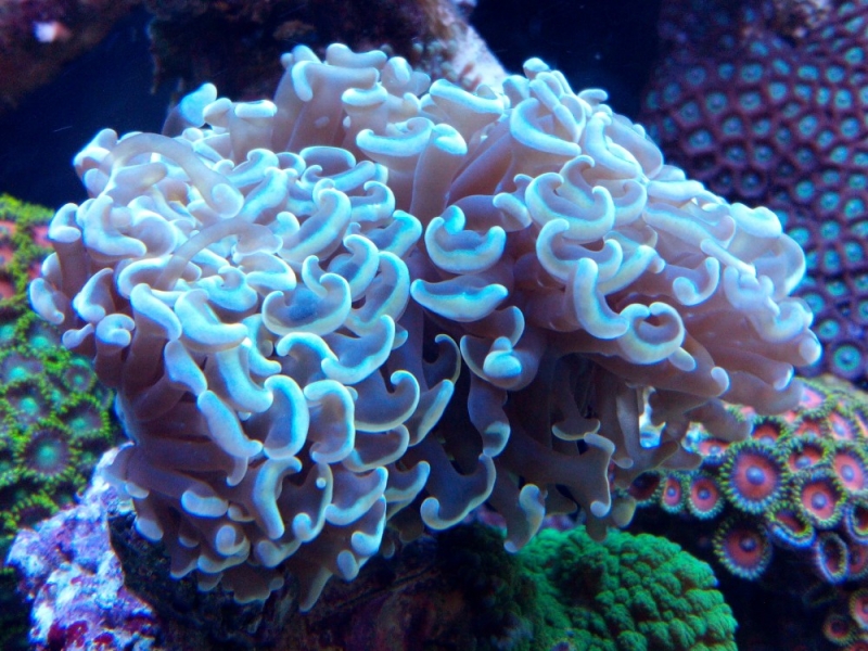Euphyllia ancora