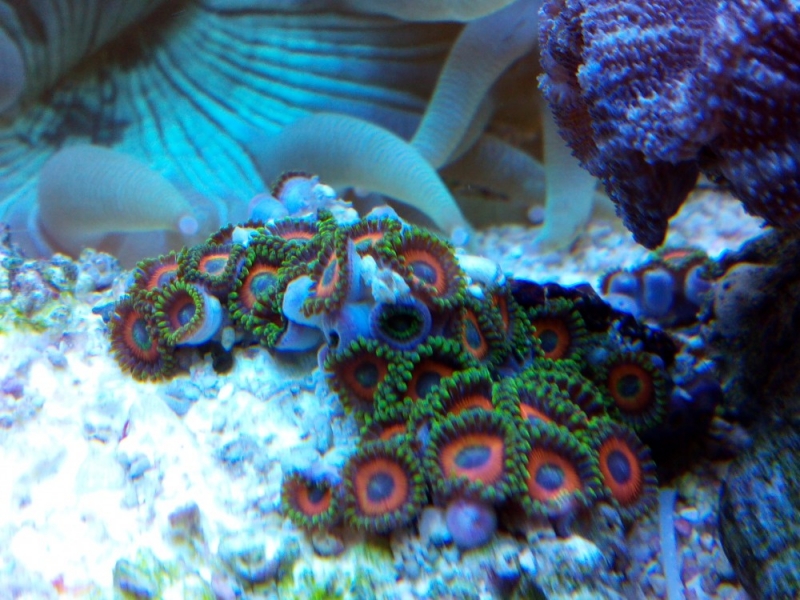 doença zoas 1