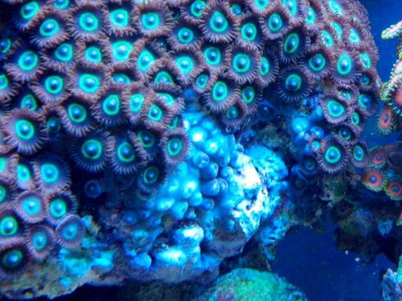 doença zoas 2