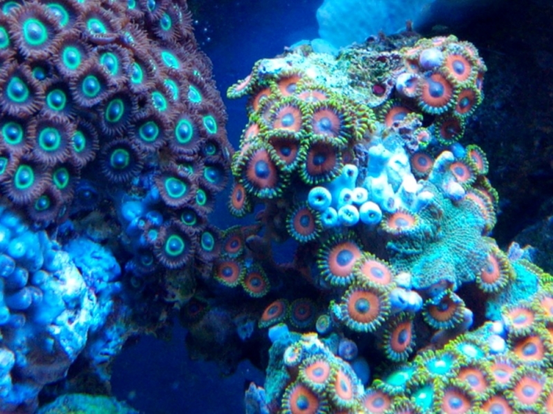 doença zoas 3