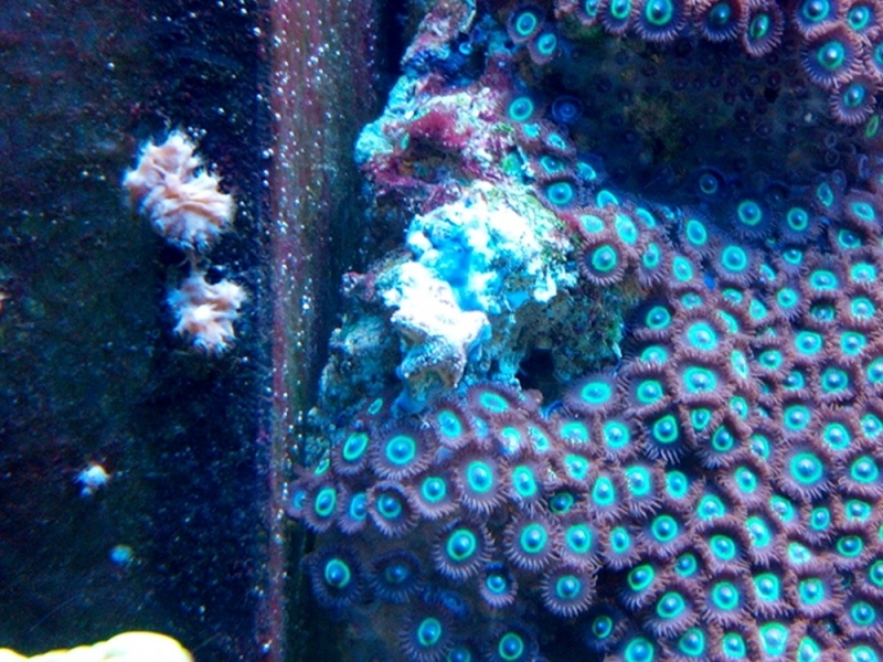 doença zoas 4