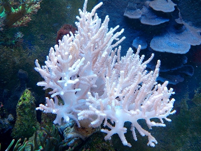 Sinularia flexibilis