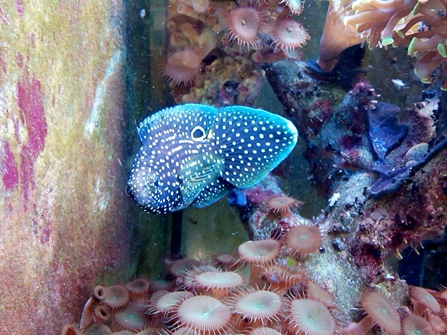 Calloplesiops altivelis