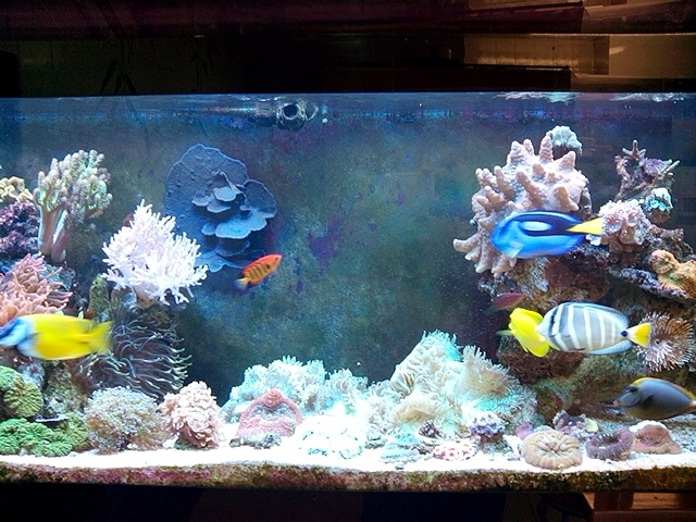 aquario