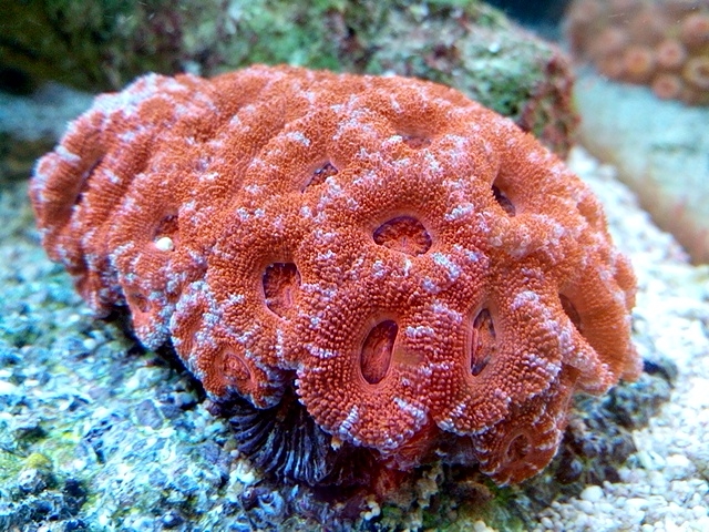 Acanthastrea lordhowensis