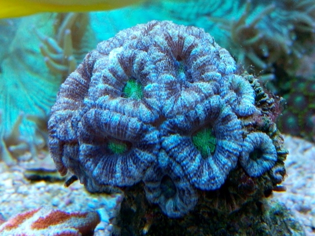 Acanthastrea