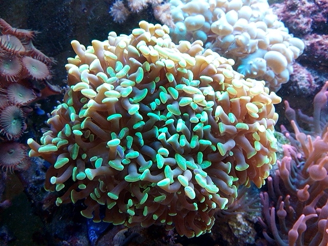 euphylia