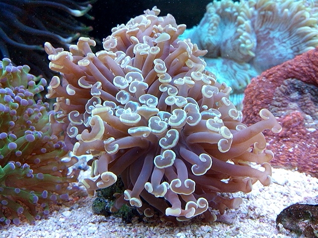Euphyllia ancora