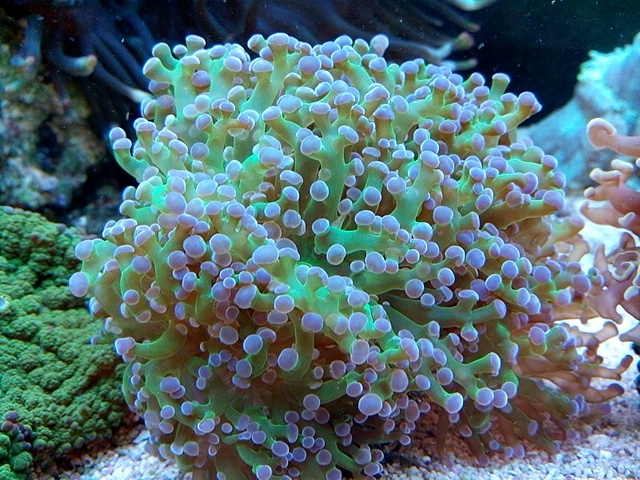 Euphyllia paradivisa