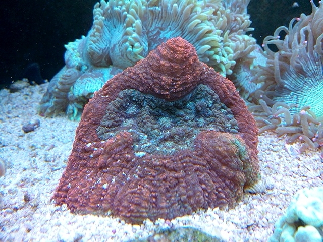 Lobophyllia