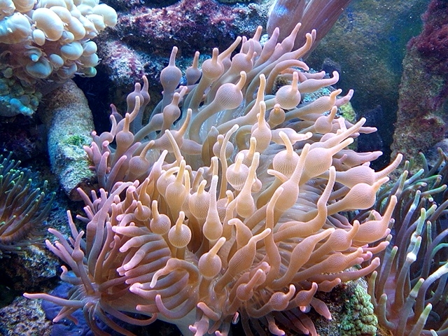 Entacmaea quadricolor laranja