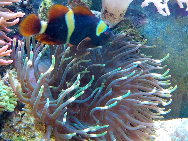 Entacmaea quadricolor