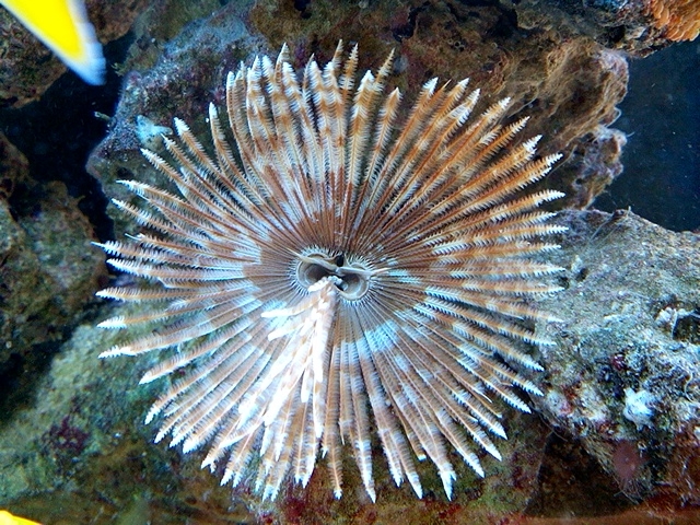 Sabellastarte sp.