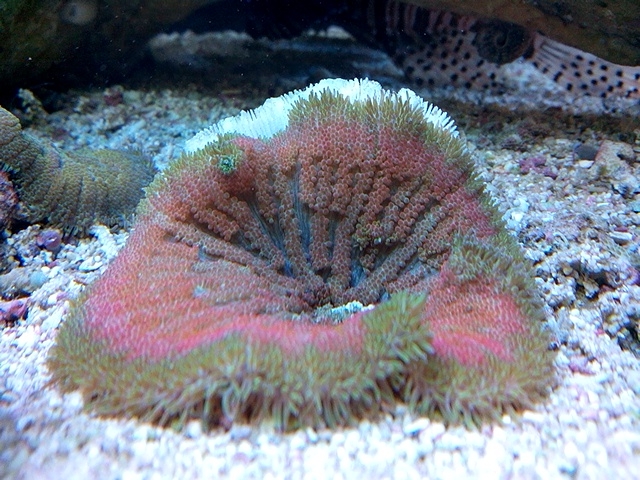 Stichodactyla tapetum 1
