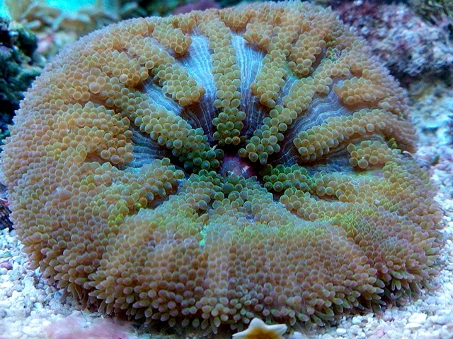 Stichodactyla tapetum