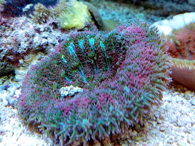 Stichodactyla tapetum 2