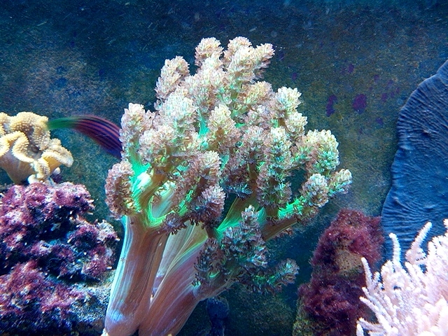Capnella sp.