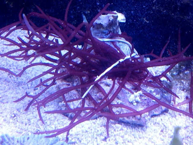 Alga