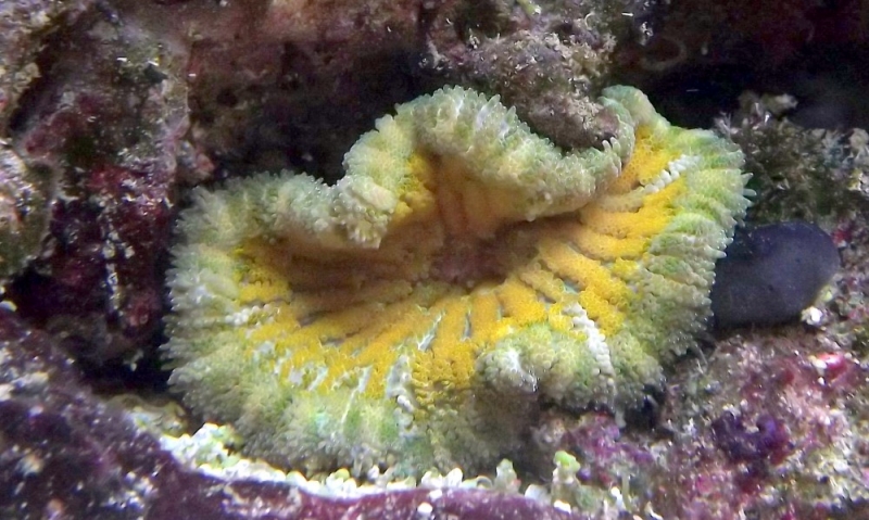 stichodactyla tapetum