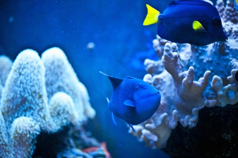 Odonus niger
