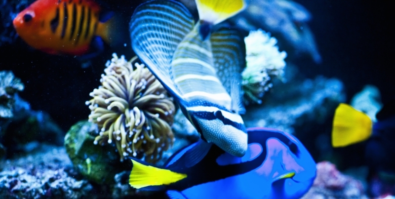 Zebrasoma e Hepatus