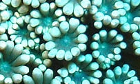 Alveopora