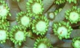 Goniopora
