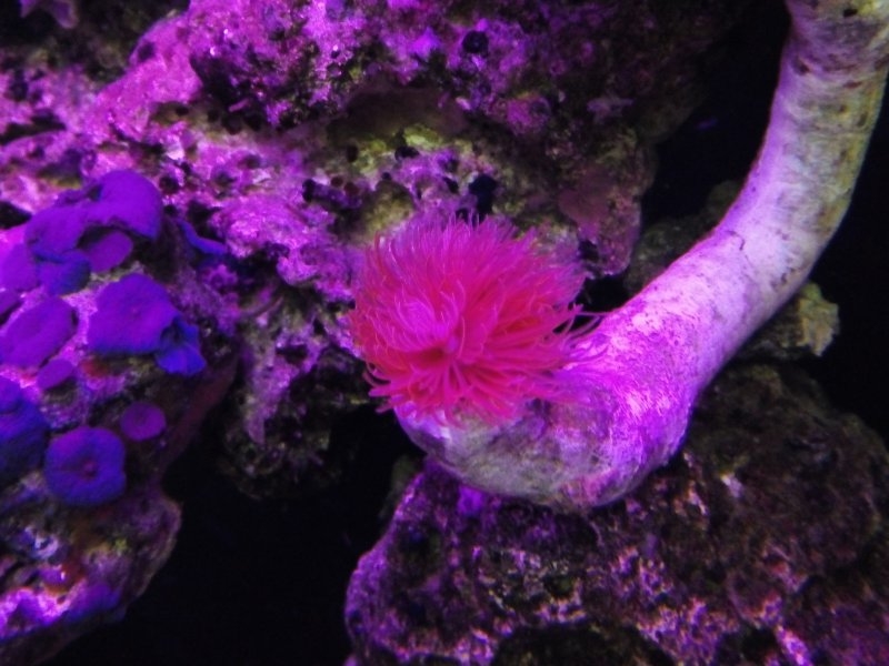 Protula bispiralis