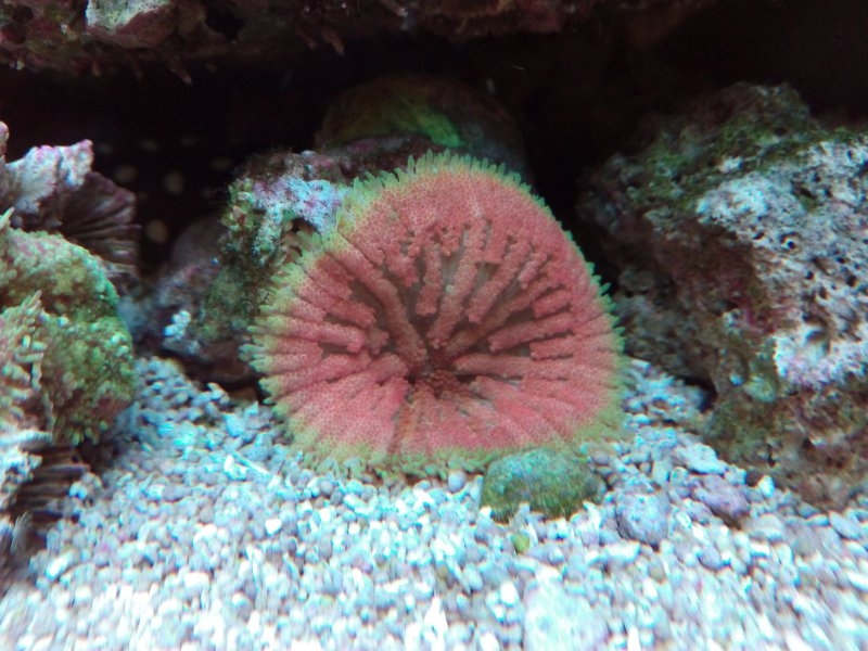Stichodactyla tapetum