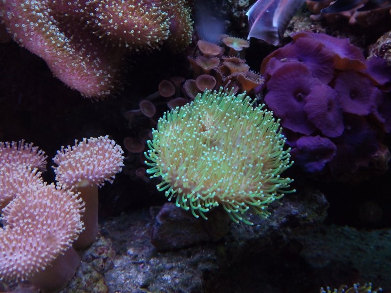 Sarcophyton