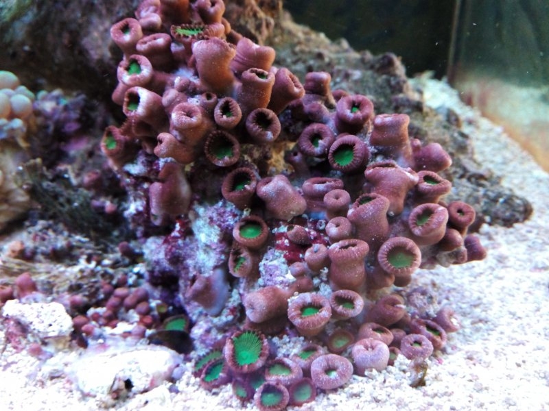 palithoas