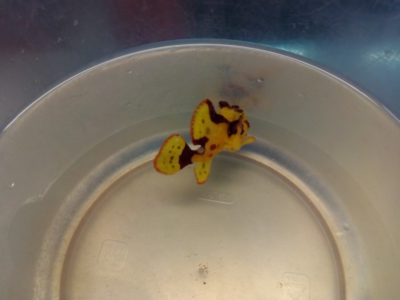 Antennarius maculatus