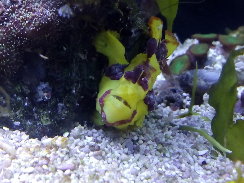 Antennarius maculatus