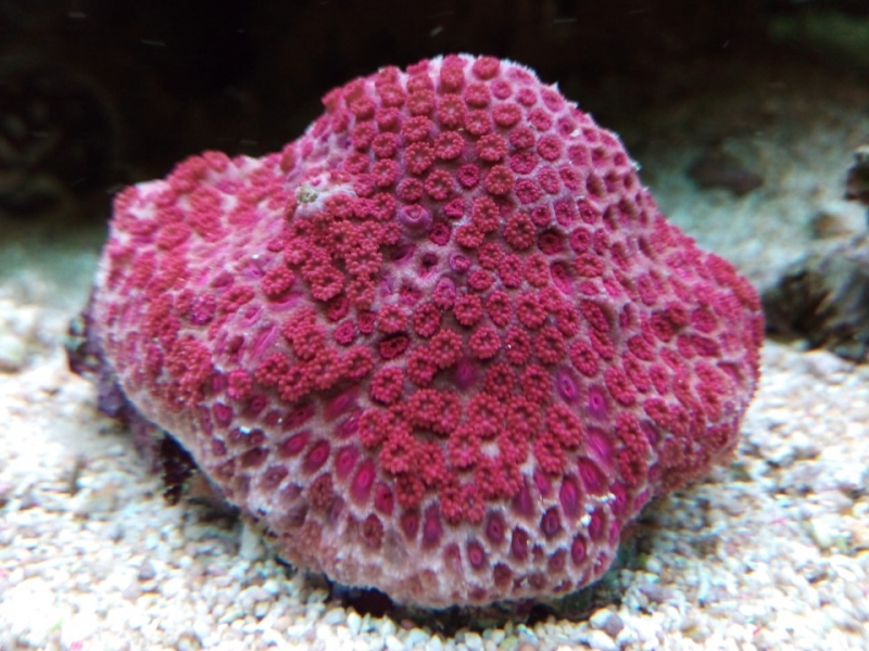 Goniopora