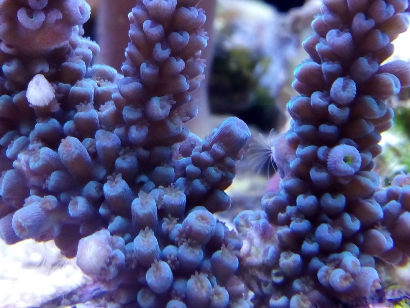 Acropora