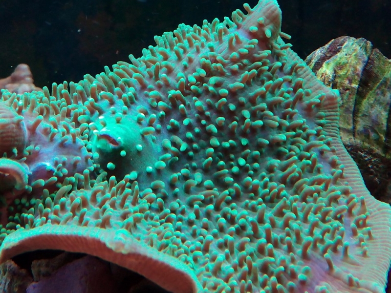 Amplexidiscus fenestrater