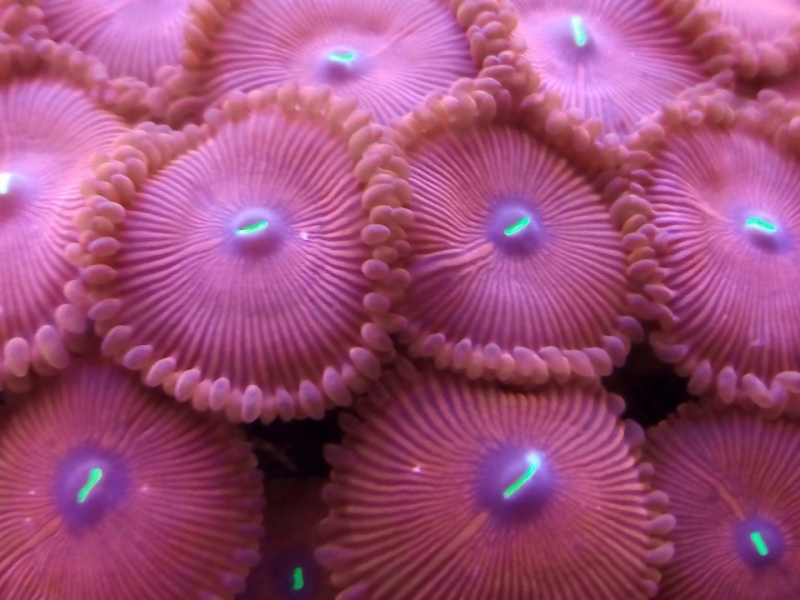 Palithoas