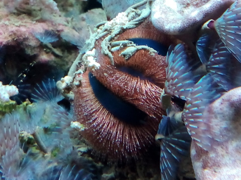 Mespilia globulus